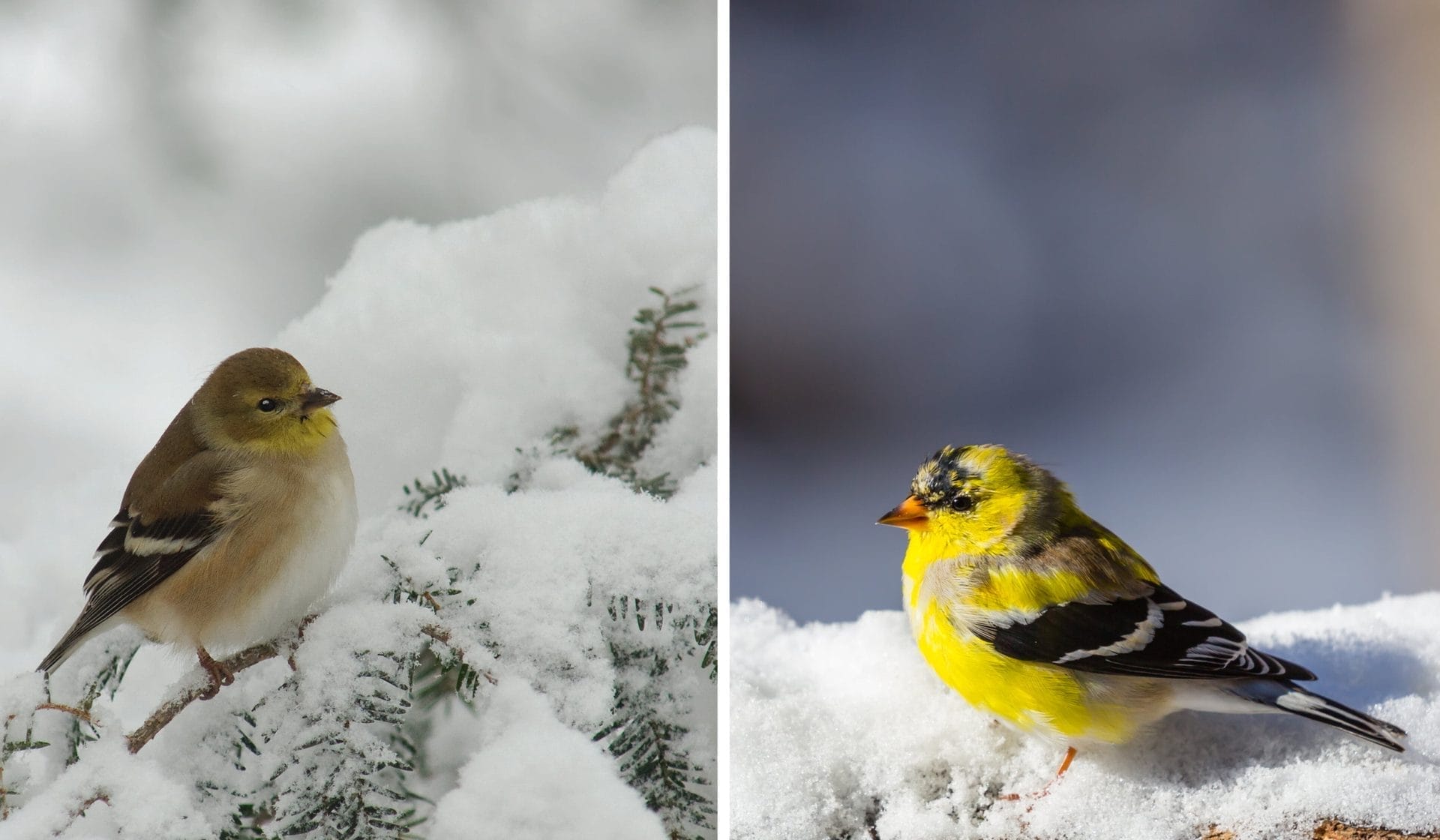 Two American goldfinches perch on snowy branches, captivating bird watchers near Amtrak in New York. The bird on the left boasts muted brown coloring, while its companion displays vibrant yellow plumage, both nestled amidst snow-covered pine needles.