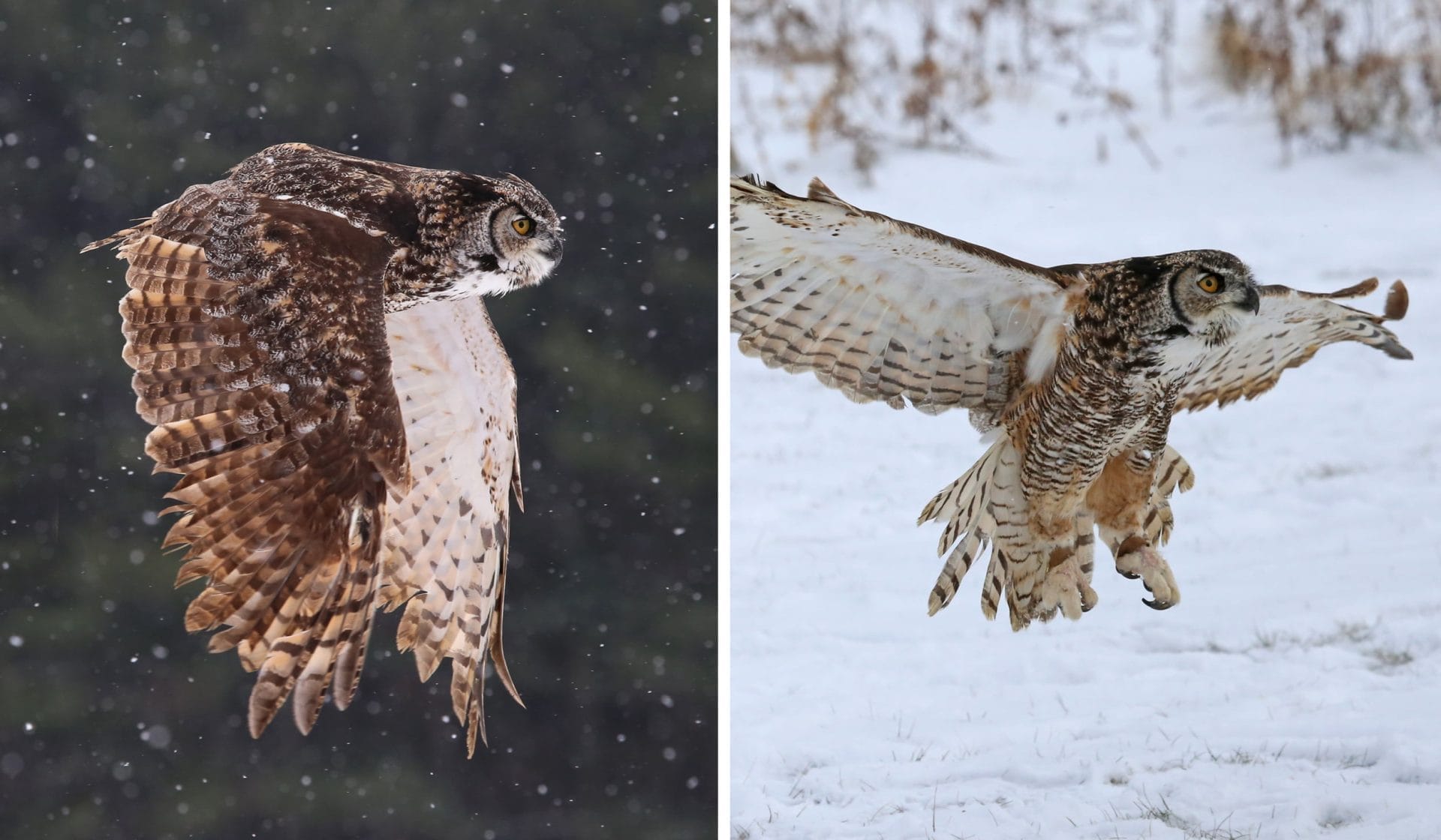 Left image: An owl with brown and white feathers flies through a snowy landscape. Right image: A similar owl is in mid-flight over a snow-covered ground, wings spread wide. Both images capture the owls in action, reminiscent of serene bird watching near Amtrak in New York.