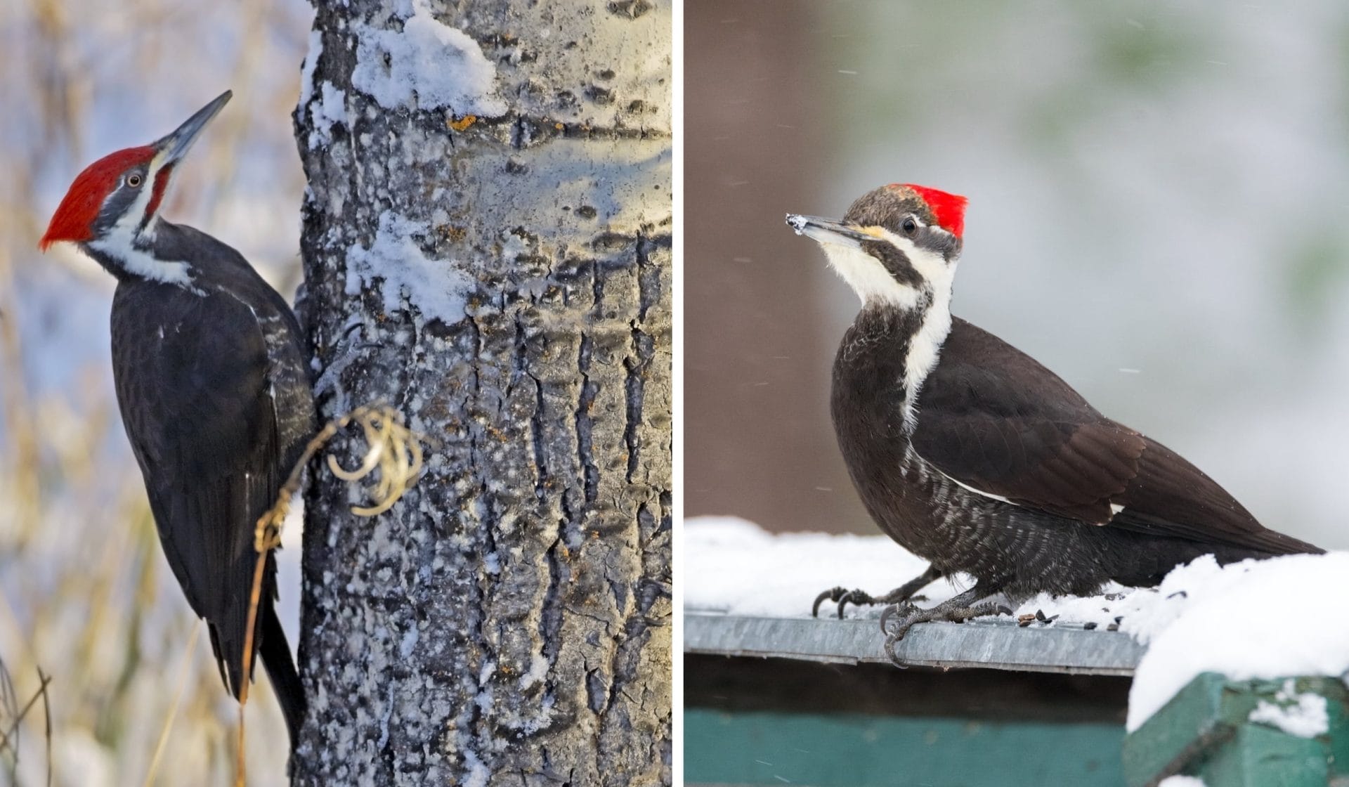 Two images of pileated woodpeckers in snowy settings capture bird watching near Amtrak in New York. The left shows one perched on a snow-covered tree trunk, while the right displays another standing on a snow-dusted surface, both flaunting their distinctive red head crests.