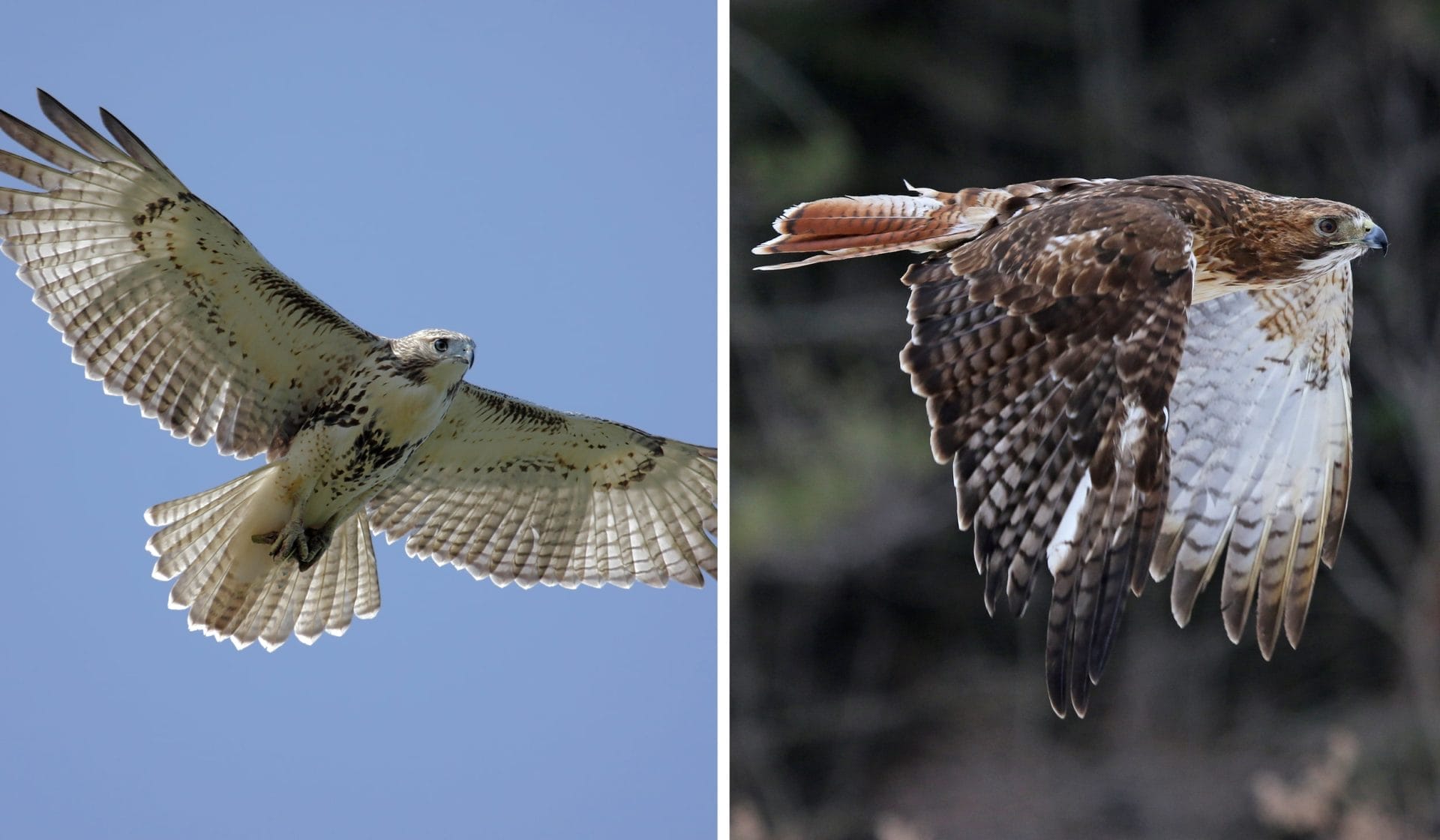 A split image of two hawks in flight captures the thrill of bird watching near Amtrak in New York. The left hawk soars against a clear blue sky, wings spread wide, while the right hawk showcases its striking brown and white plumage against a blurred dark background.