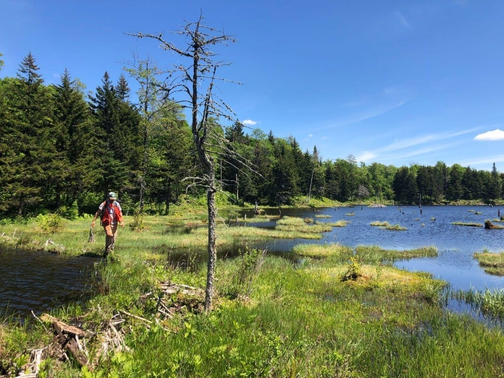 The Long Trail 