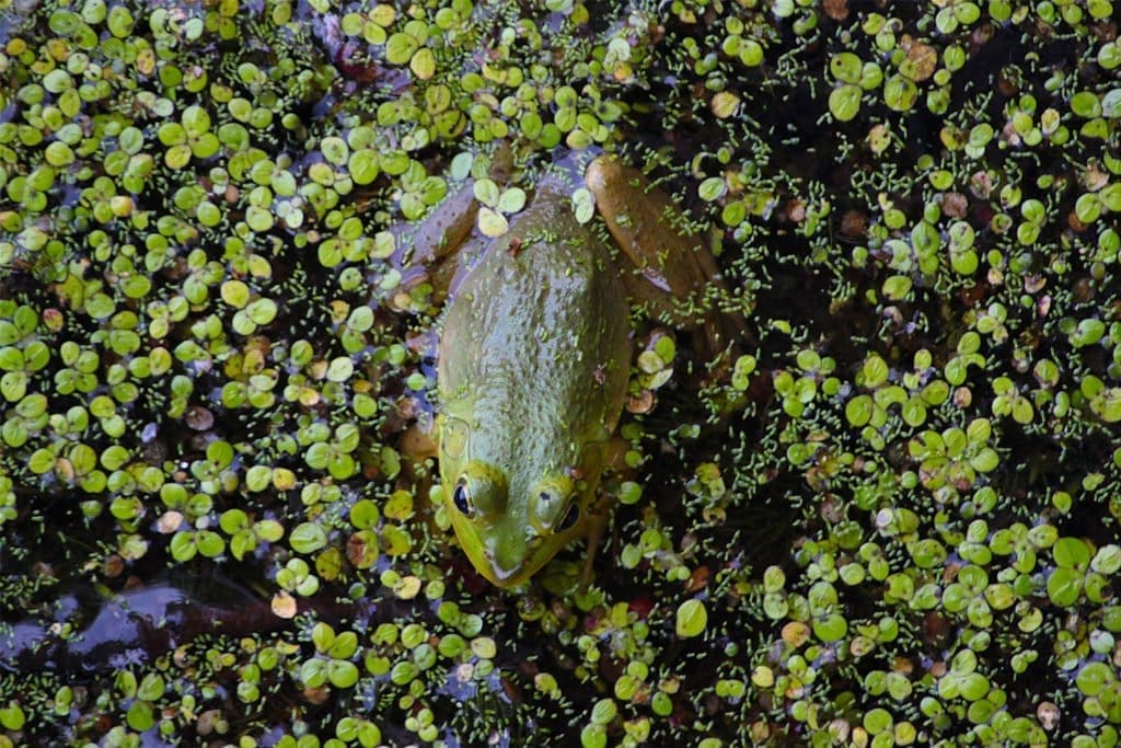 Tifft Nature Preserve Frogs