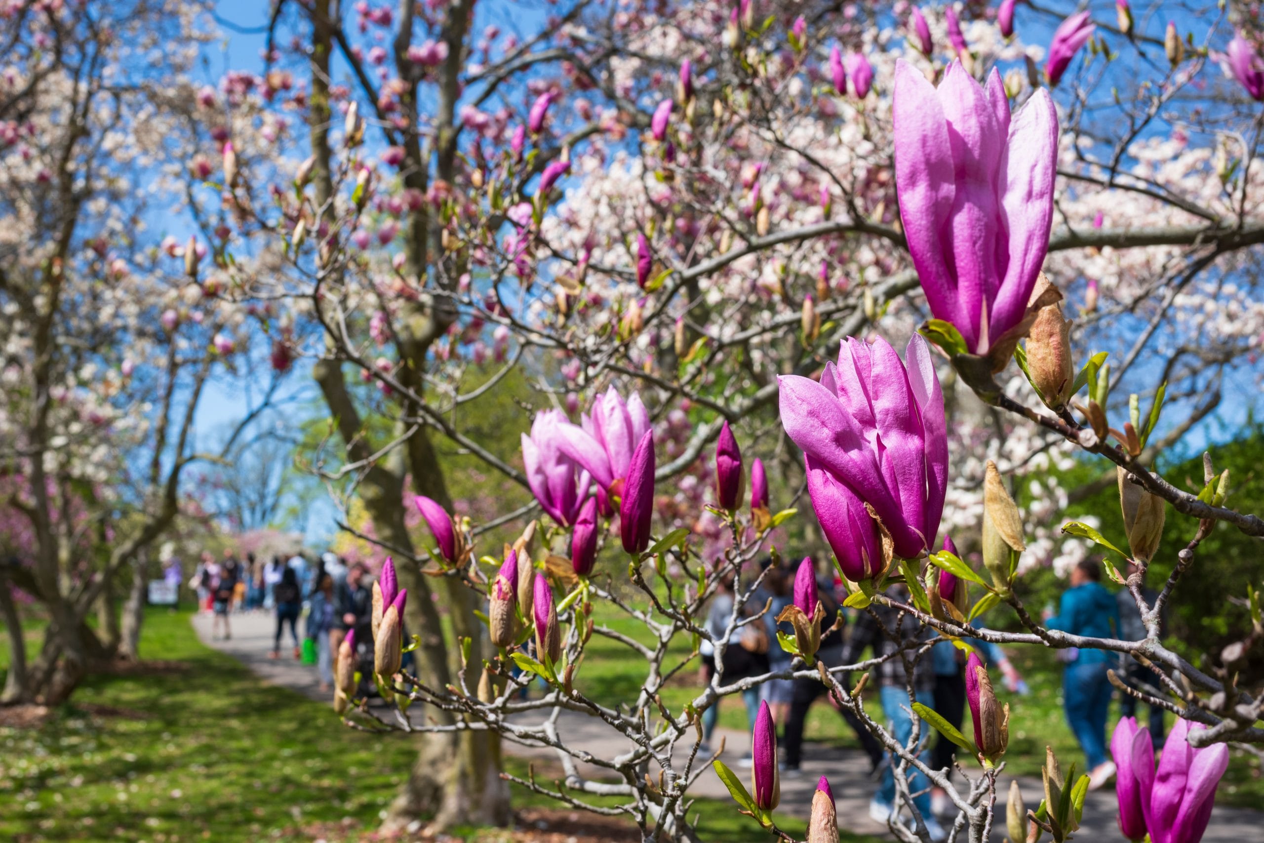 Pink magnolia blossoms on tree branches in the foreground, with people walking along a path in park gardens under a bright blue sky in the background.