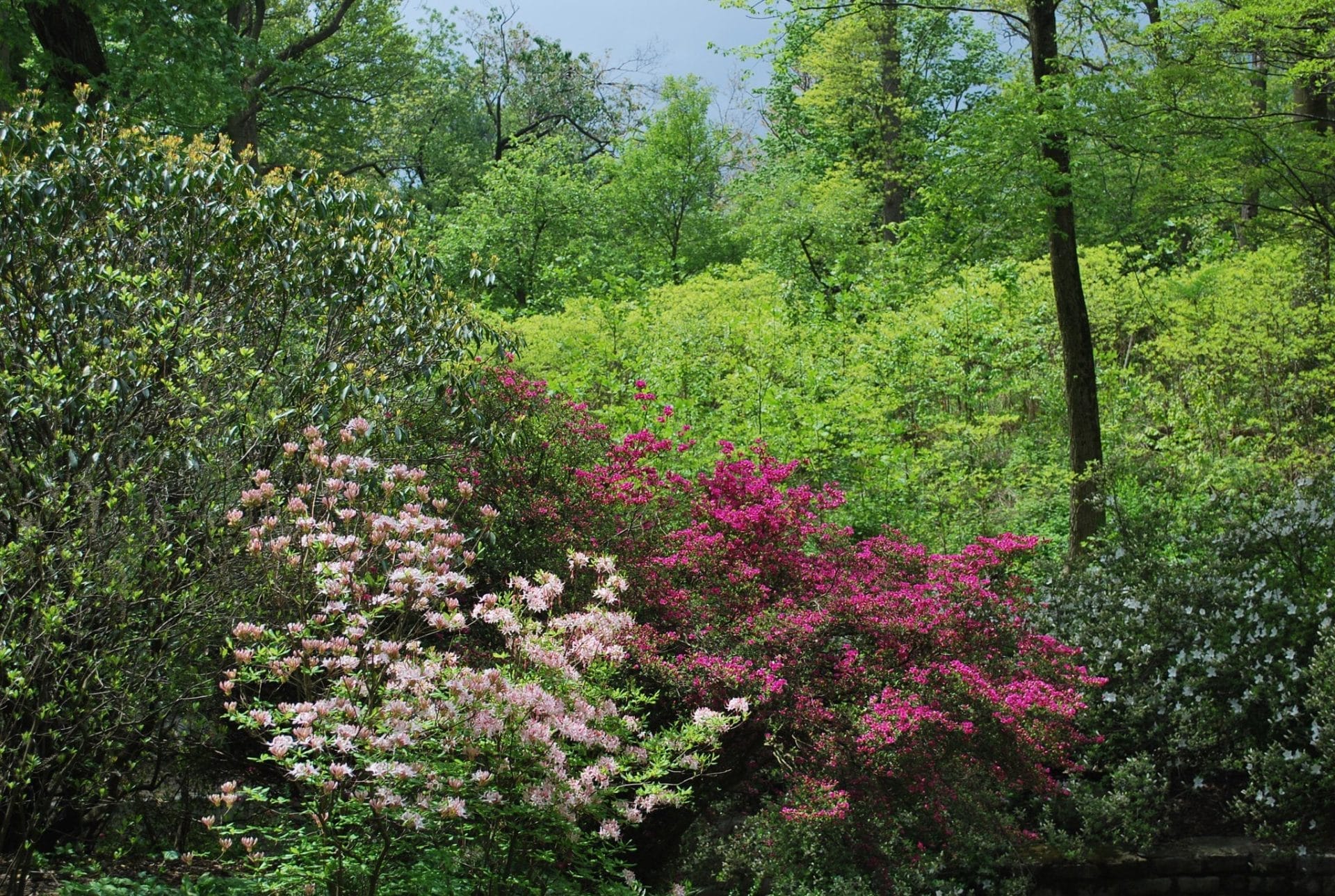 Ravine in Prospect Park