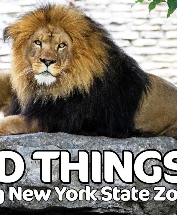 NYS Zoos header