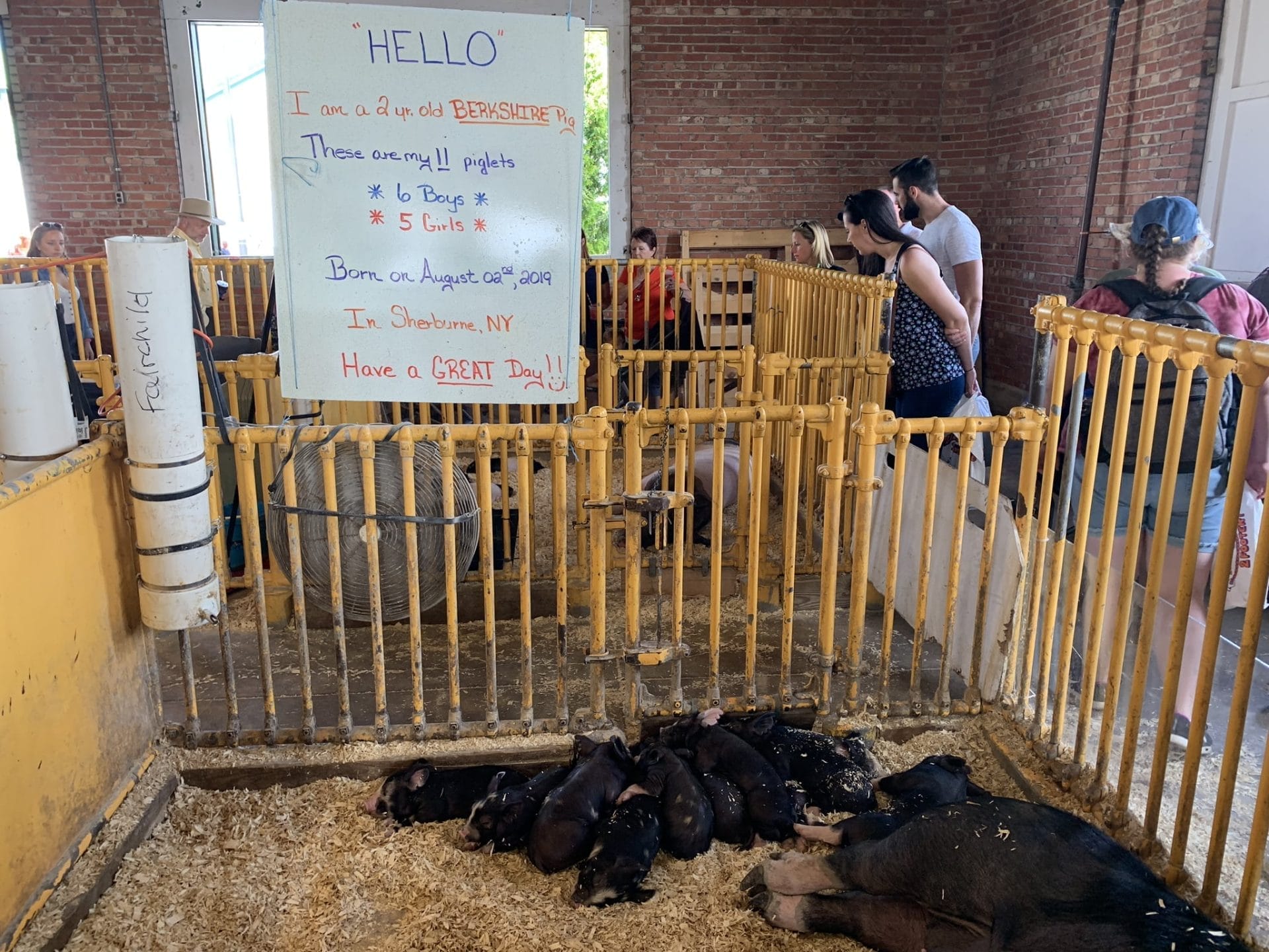 Piglets at NY State Fair