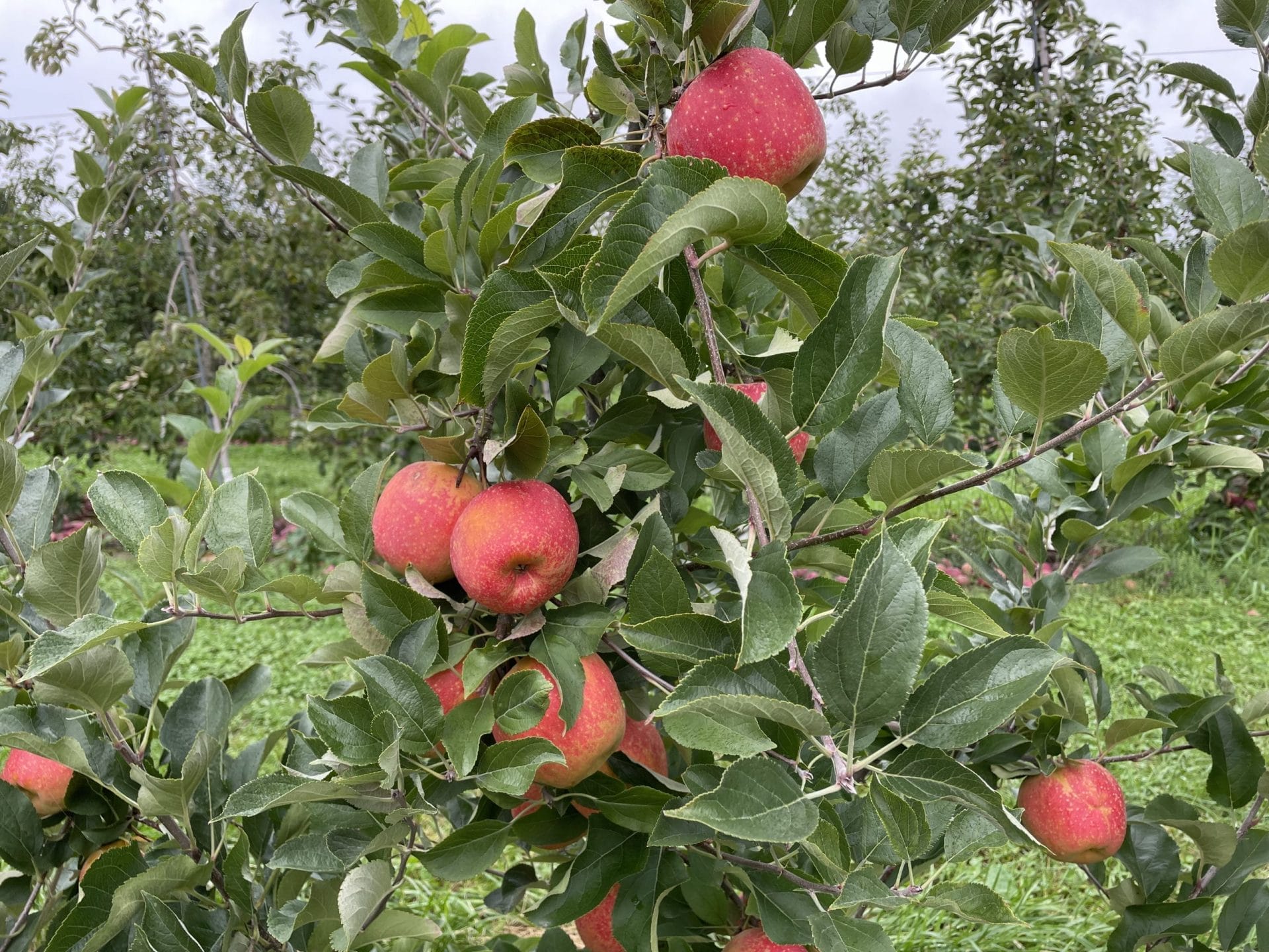 Boehm Farm Apple Picking