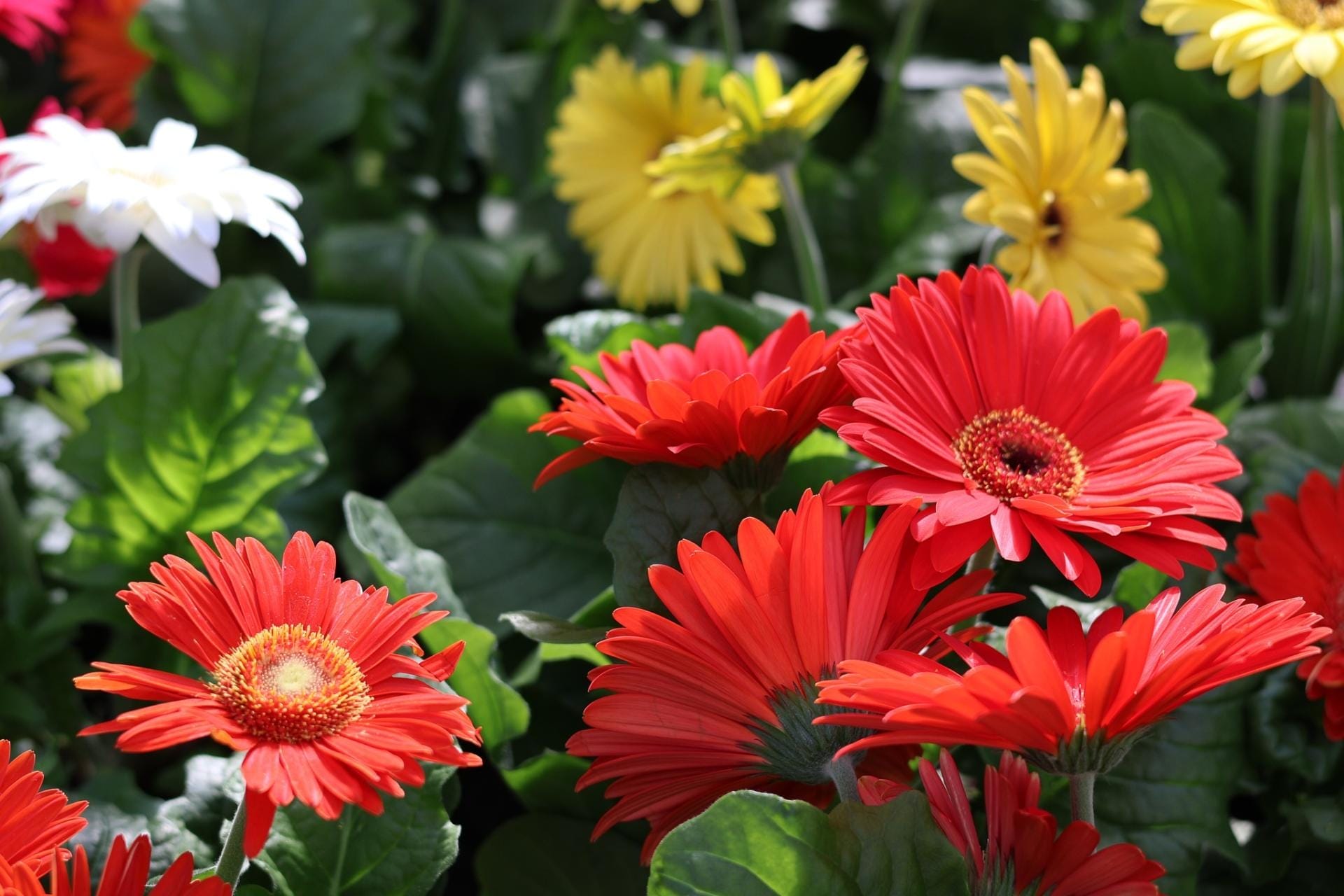 Flowers at the Buffalo and Erie County Botanical Gardens