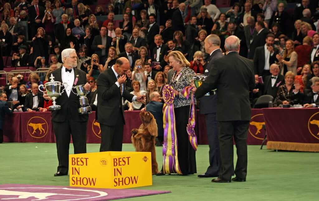 Dog doing tricks at Westminster Kennel Club Dog Show