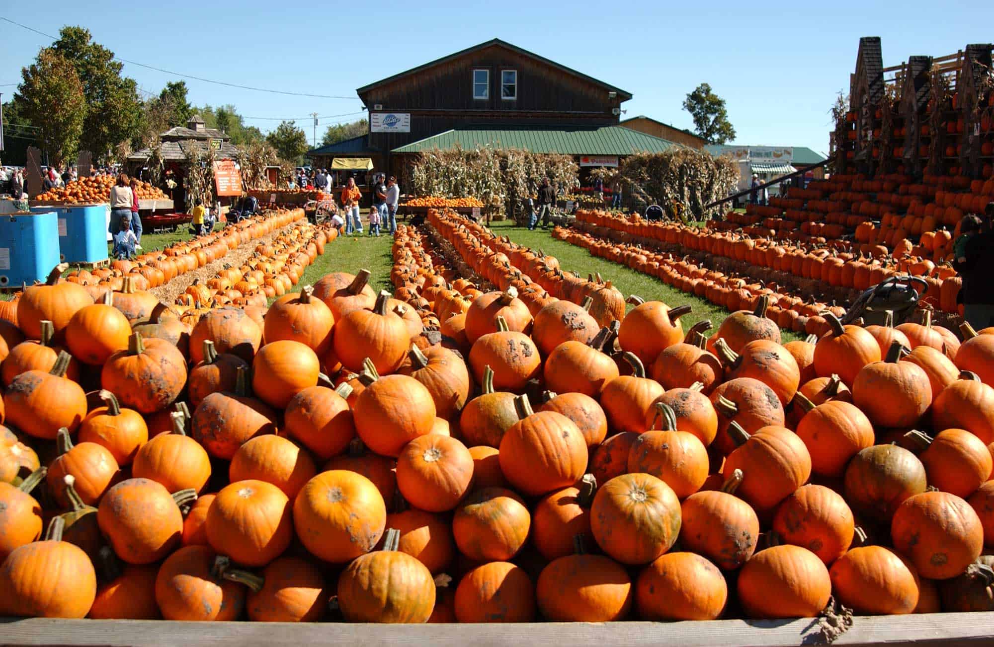 pumpkin patch at great pumpkin farm festival