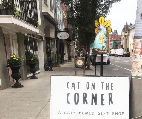 catskill-cat-on-corner