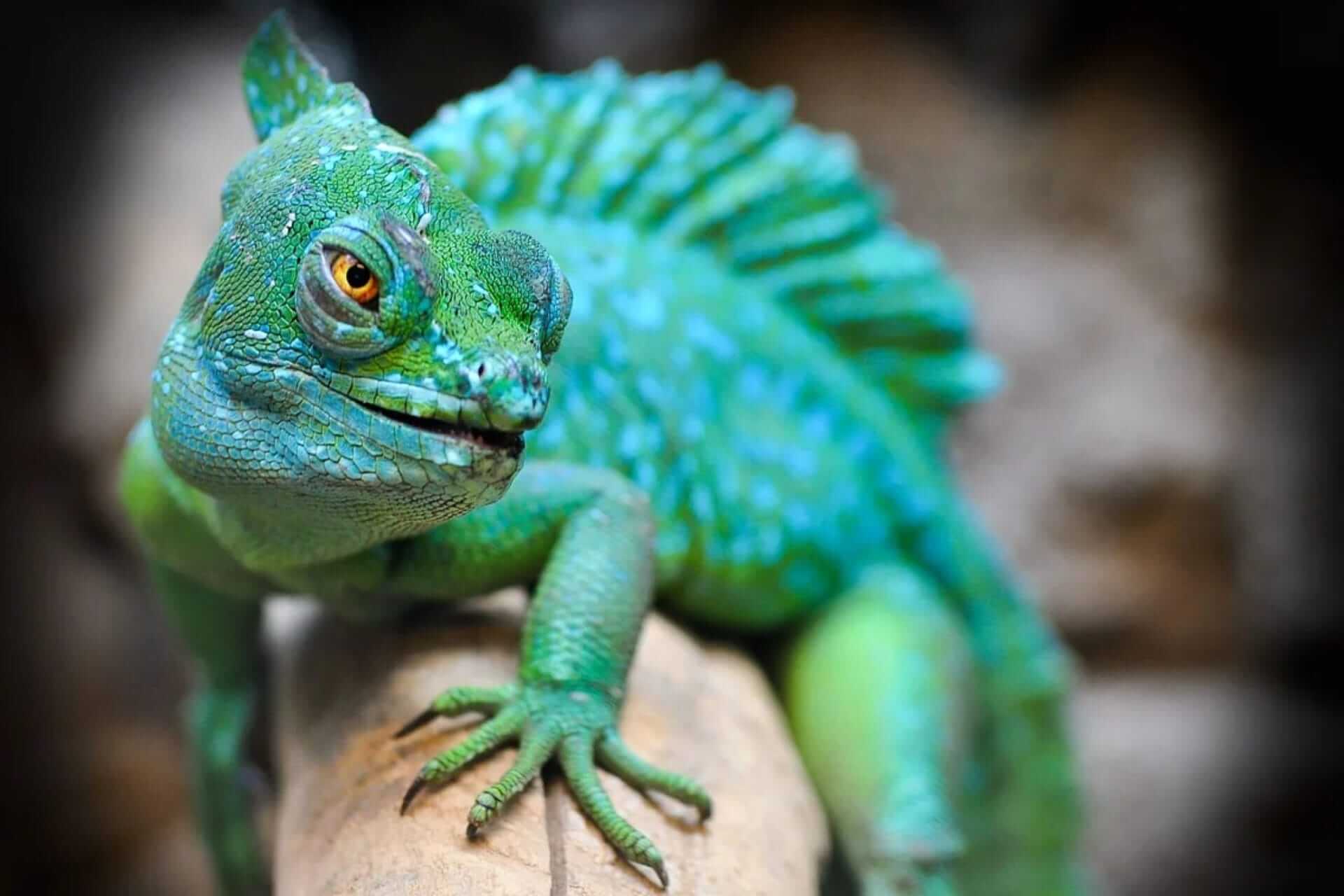 Curious lizard at The Bronx Zoo