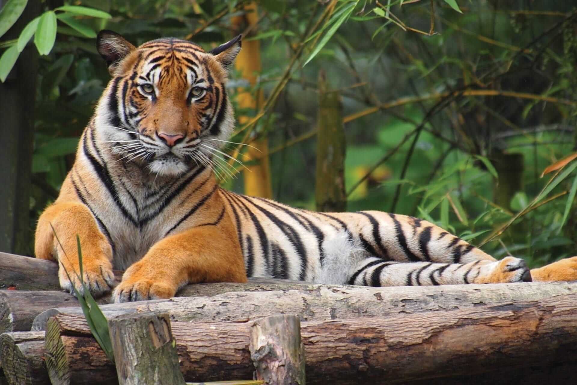 Relaxing Tiger at The Bronx Zoo