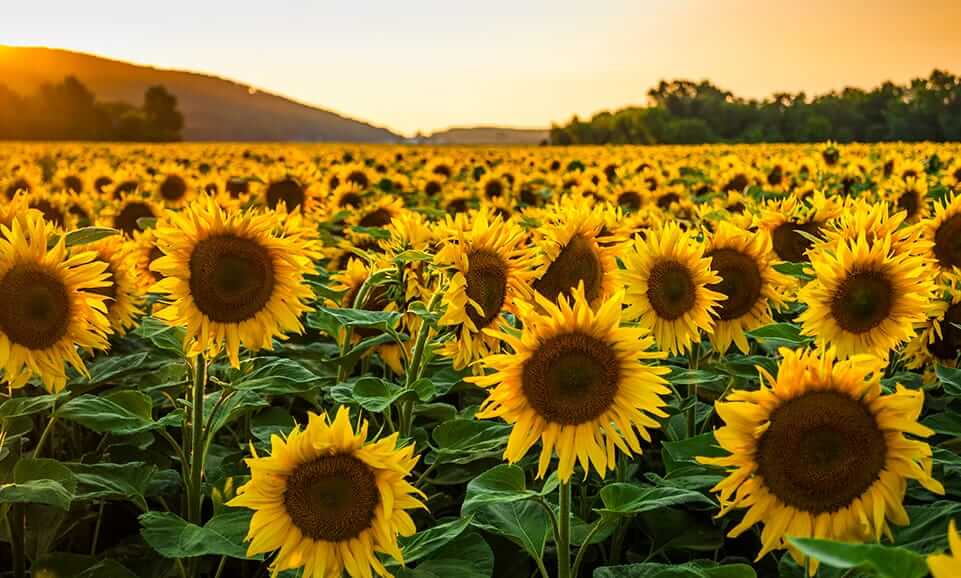 A vast field of sunflowers in full bloom stretches toward the horizon under a warm, glowing sunset, capturing the essence of a summer hoot. The sunflowers faces are turned toward the light, with rolling hills and a line of trees silhouetted in the background.