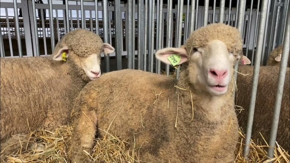 2024 New York State Sheep & Wool Festival
