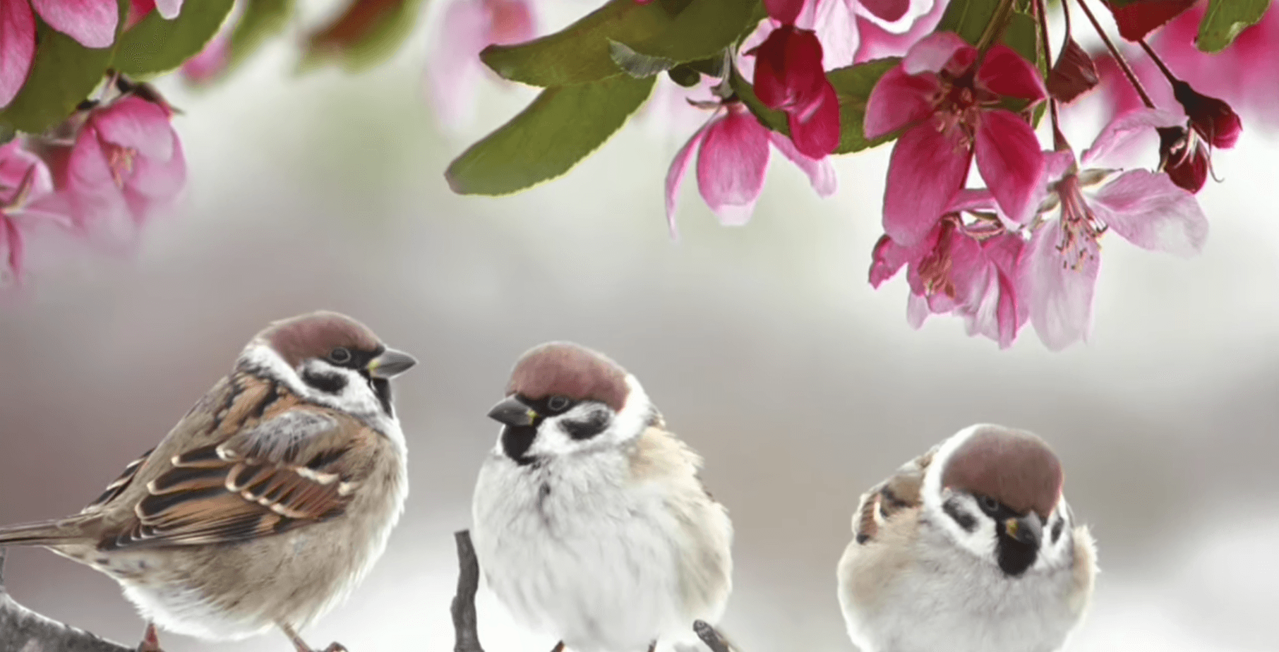 Three small brown and white birds perch on a branch beneath vibrant pink cherry blossoms, set against a soft, blurred background—an inviting scene for bird watching near Amtrak in New York.
