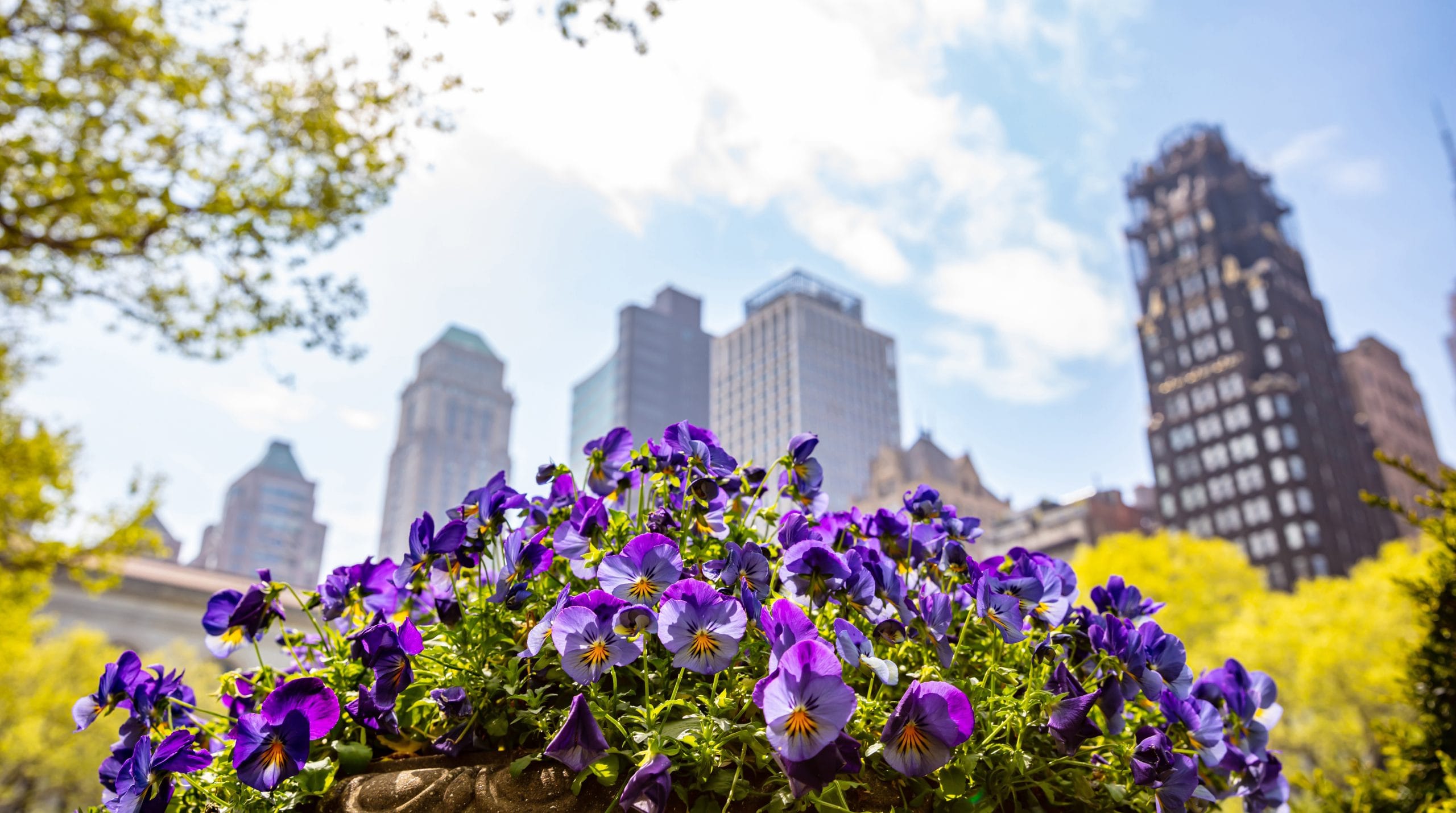 A close-up of vibrant purple and yellow pansies in a planter, with tall New York city skyscrapers and green trees in the blurry background under a bright, sunny sky.