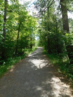 A sunlit gravel trail winds through a lush, green forest with tall trees and dense foliage on both sides. Dappled sunlight filters through the leaves, creating patterns on the path.