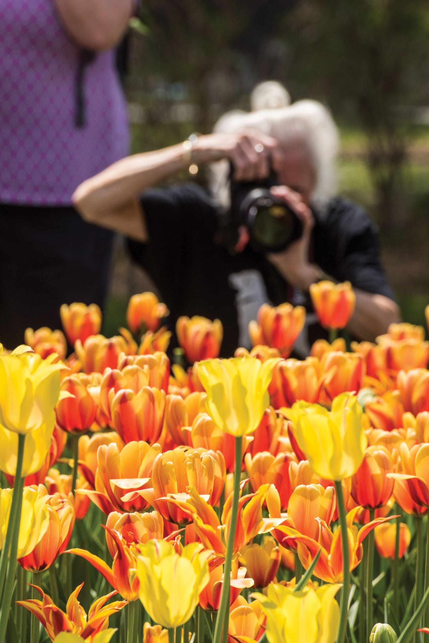 A person with white hair takes photos of vibrant yellow and orange tulips in a garden, partially obscured by the flowers in the foreground, perhaps capturing memories from their overnight in Albany. Another person stands nearby, out of focus.