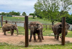 Rosamond Gifford Zoo