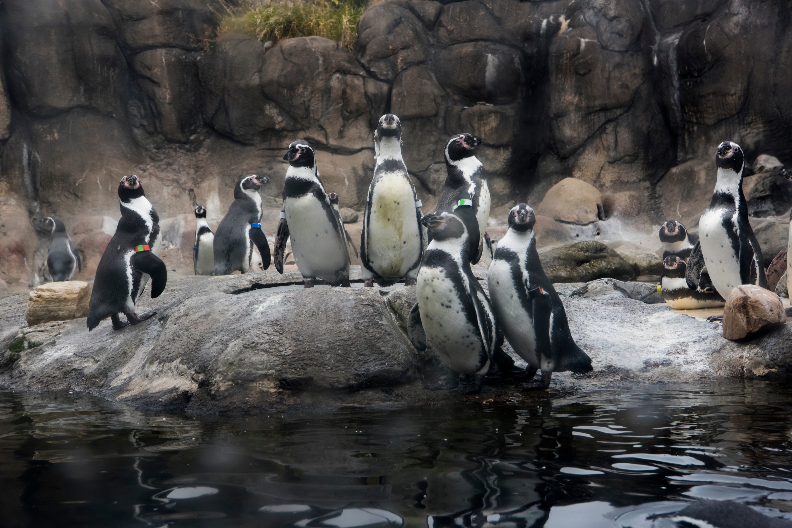 A group of penguins stands on rocks near water at Onondaga Lake State Park, some wearing colored identification bands, with a rocky wall and a few grassy patches in the background.