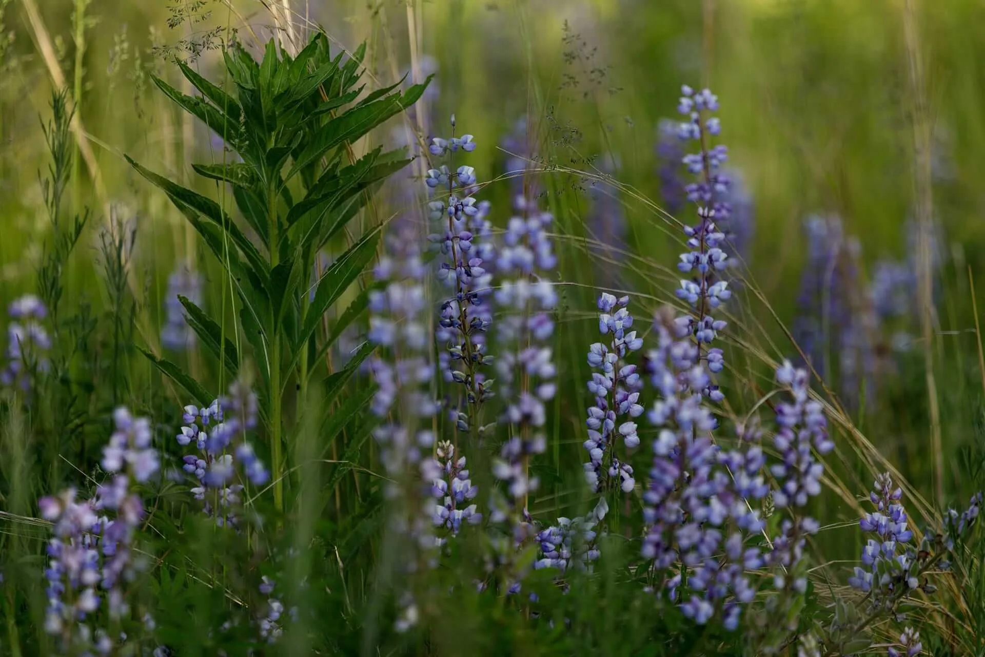 Purple wildflowers and tall green grass grow in a sunlit meadow. Some of the flowers are in sharp focus while others are blurred, creating a soft, natural scene. A tall leafy plant stands among the flowers.