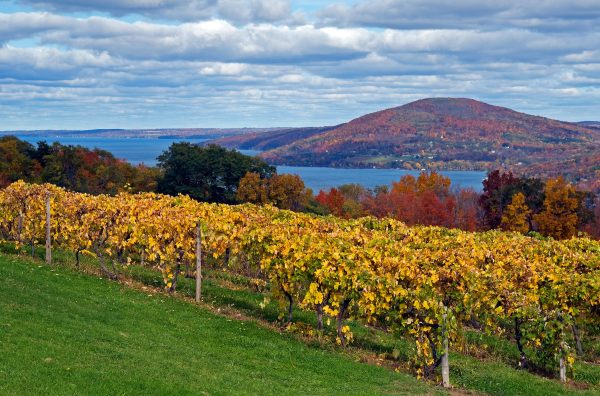Rows of grapevines with yellow leaves stretch across a hillside overlooking a blue lake and a forested, tree-covered hill in autumn colors under a partly cloudy sky, offering scenery as inviting and tranquil as the ambiance at Hotel Skyler Syracuse.