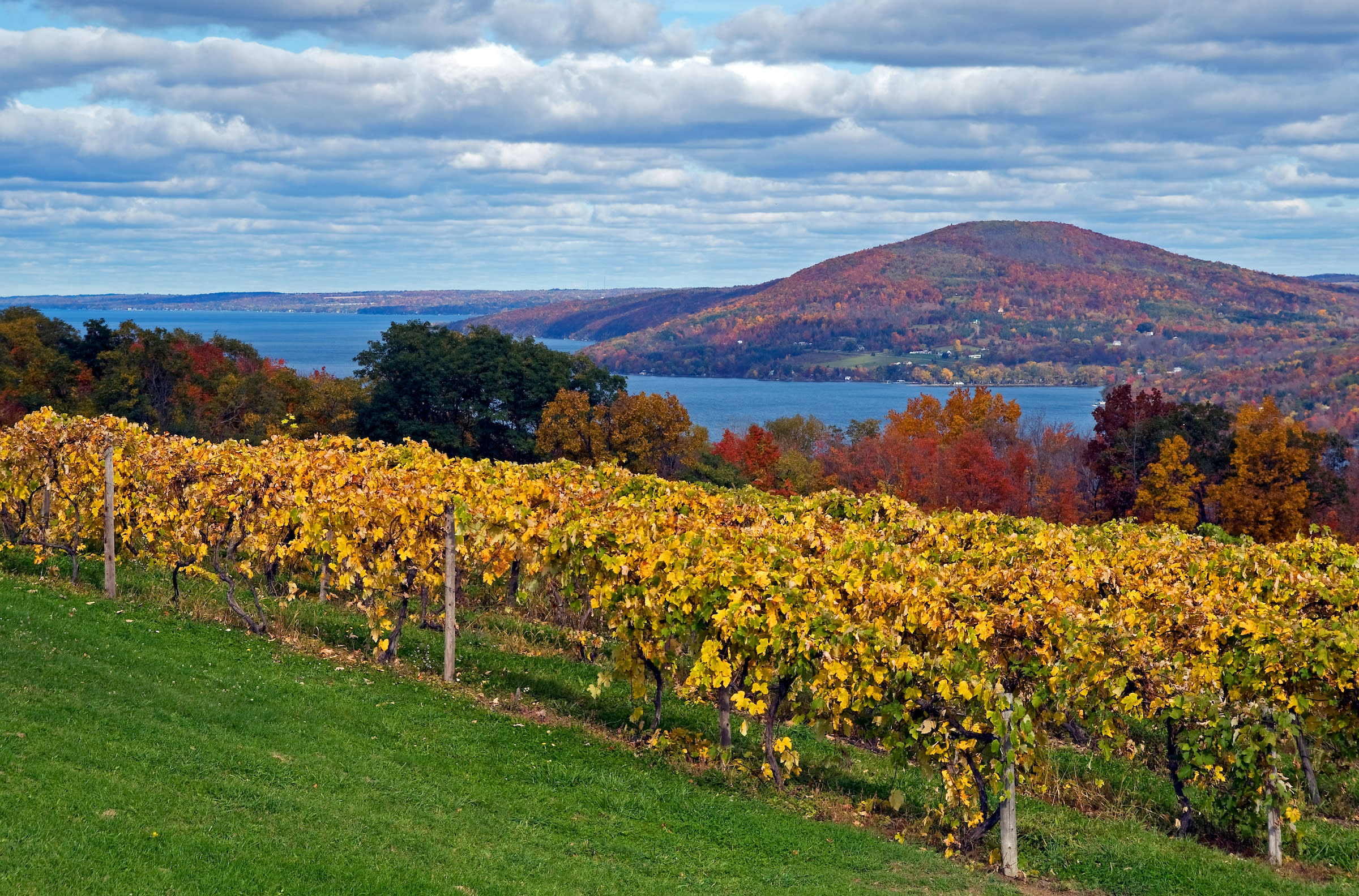 Rows of grapevines with yellow leaves stretch across a hillside overlooking a blue lake and a forested, tree-covered hill in autumn colors under a partly cloudy sky, offering scenery as inviting and tranquil as the ambiance at Hotel Skyler Syracuse.