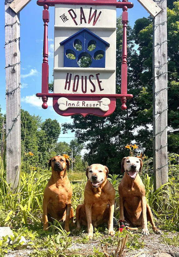Three brown dogs sit in front of a wooden sign that reads The Paw House Inn & Resort on a sunny day, surrounded by green plants and trees, perfectly capturing the welcoming spirit of The Paw House Inn.