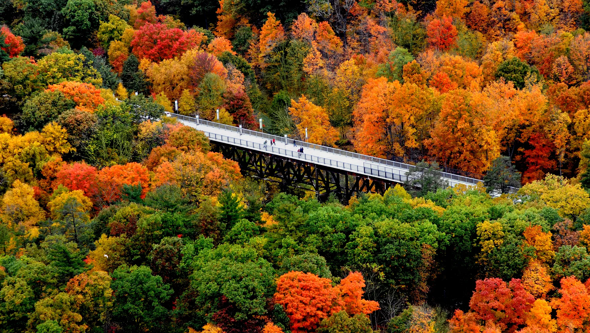A pedestrian bridge spans a forest canopy filled with vibrant autumn leaves.