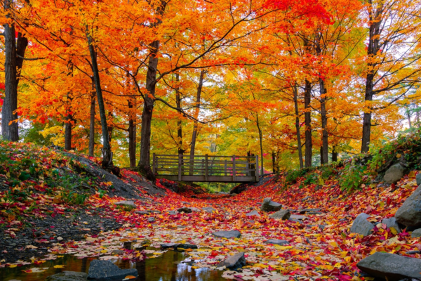 A wooden footbridge on the Adirondack Craft Beverage Trail crosses a small stream covered in fallen orange and red autumn leaves among trees with vibrant fall foliage.